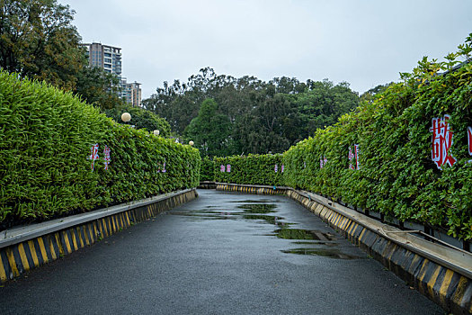 广州2023年春季天河公园春雨后的美景