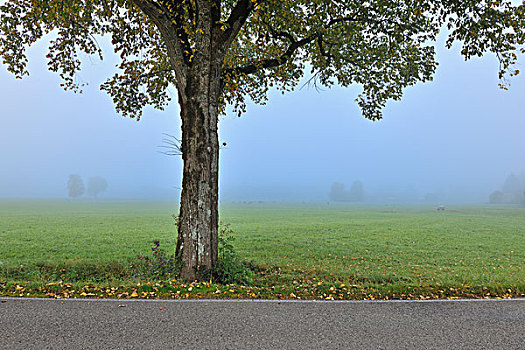 孤木,巴伐利亚,德国