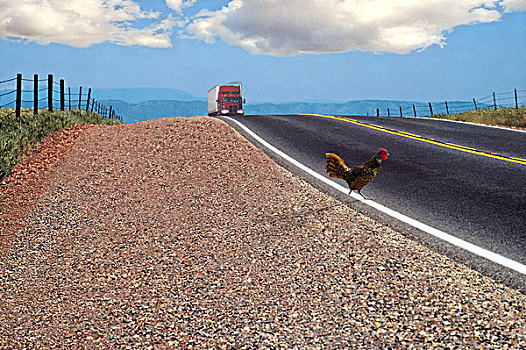 鸡,卡车,远景