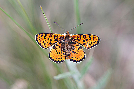 斑点,豹纹蝶,狄迪玛,自然保护区,看,布尔根兰,奥地利,欧洲