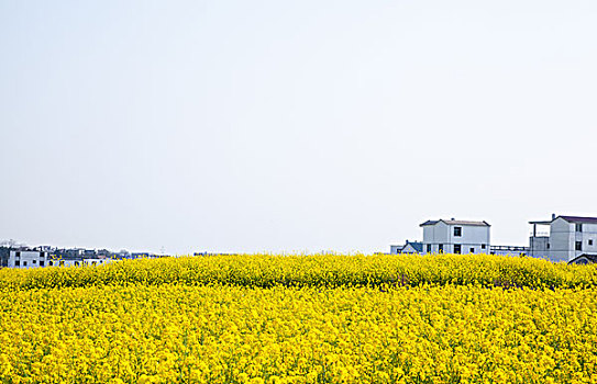 油菜花田和建筑