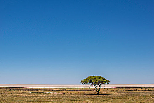 草地,伞,刺,刺槐,正面,盐磐,埃托沙国家公园,纳米比亚,非洲