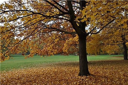 公园,秋季