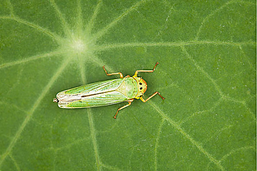 绿色,昆虫