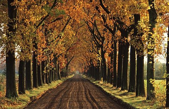 道路,排列,树,秋色,秋天,荷兰
