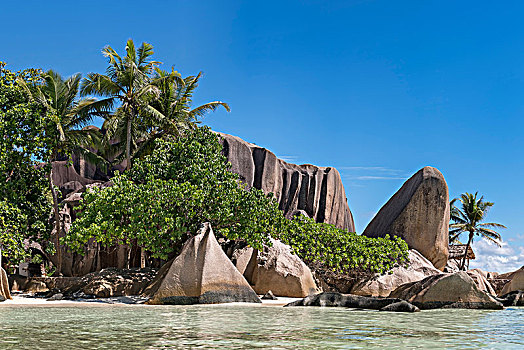 花冈岩,石头,棕榈树,海滩,拉迪格岛,塞舌尔,非洲