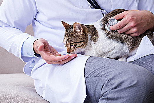 猫,兽医,检查
