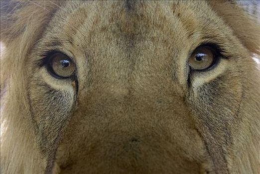 非洲狮,狮子,特写,眼睛,非洲