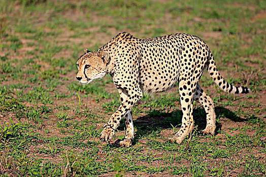 印度豹,猎豹,成年,警惕,看,尾随,专注,沙子,禁猎区,克鲁格国家公园,南非,非洲