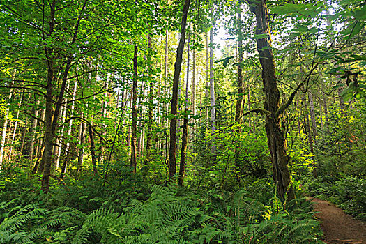 树林,神圣,小树林,班布里奇岛,靠近,西雅图,美国