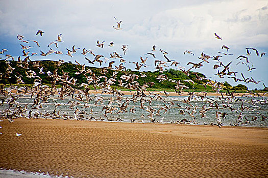 鸟群,飞行,上方,海滩,诺森伯兰郡,英格兰