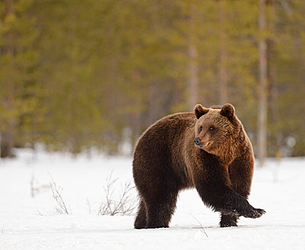 棕熊,雪,湿地,芬兰,欧洲