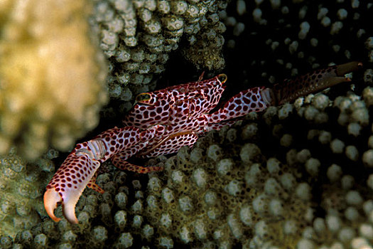 亚洲,巴布亚新几内亚,螃蟹,硬珊瑚