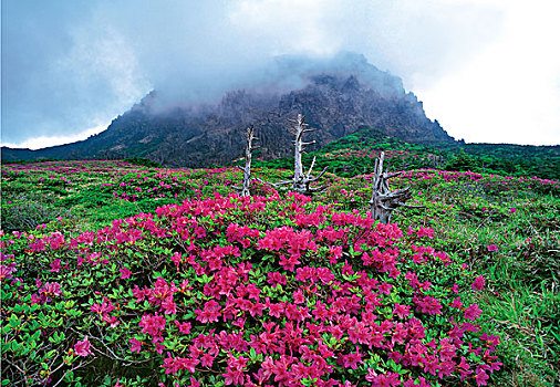 野花,风景