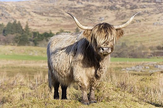 高原牛,阿盖尔郡,苏格兰