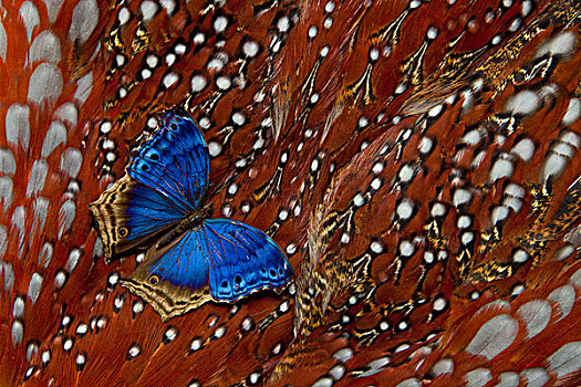 蓝色,意大利腊肠,热带,蝴蝶,羽毛,设计