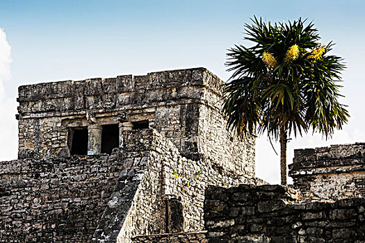 古老,玛雅,庙宇,棕榈树,墨西哥
