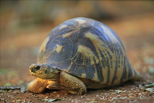 龟,象龟属,特写,肖像,脆弱,贝伦提私人保护区,马达加斯加