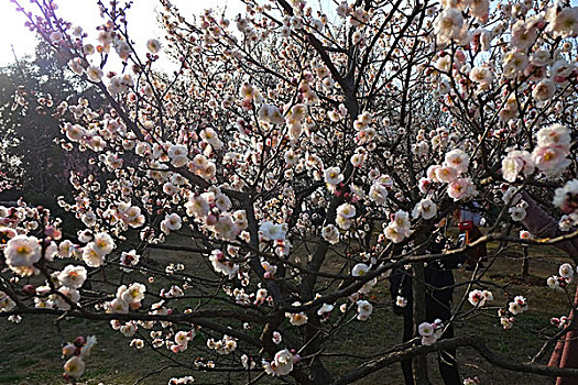 江苏,南京,中山陵,梅园,梅花山,兽道,梅花,老树,城市