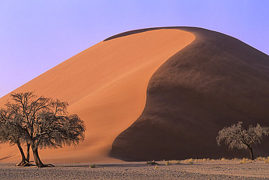 纳米比亚,纳米比诺克陆夫国家公园,索苏维来地区,沙丘,树