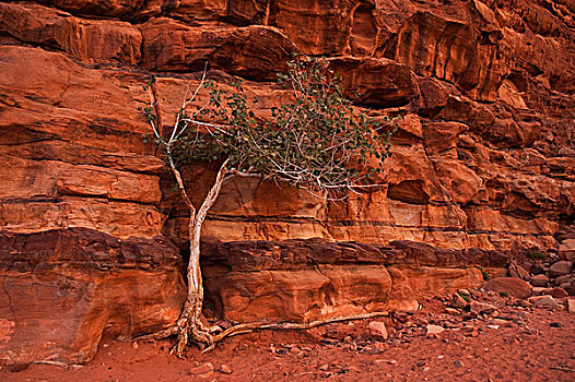 孤树,红色,荒芜,瓦地伦,约旦,岩石