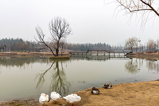 雁鹅,水景,树木,湖水素材