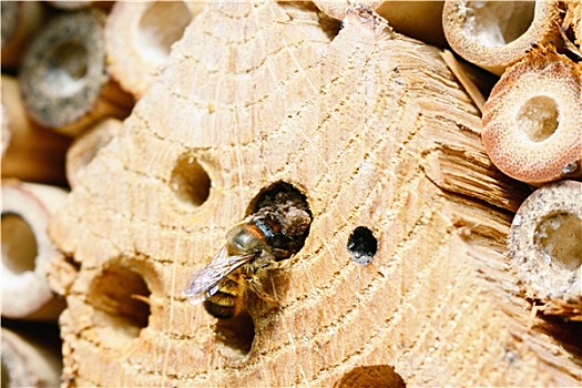 野生,蜜蜂,昆虫,蔽护