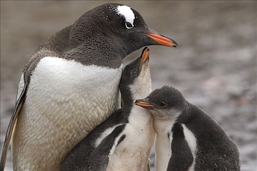 巴布亚企鹅,家族,岛屿,南极