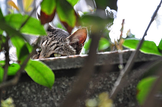 一只在墙上嬉戏的猫咪,可爱调皮