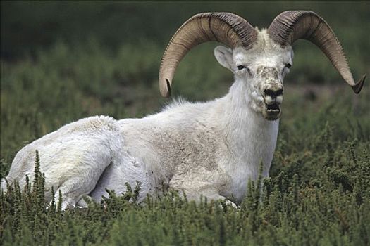 野大白羊,白大角羊,不列颠哥伦比亚省,加拿大,北美