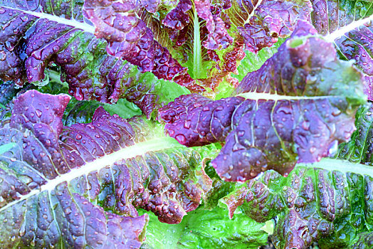 紫色生菜