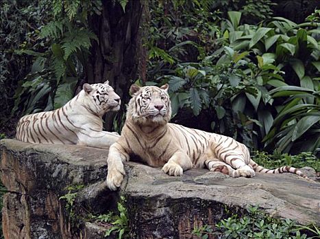 虎,新加坡动物园,新加坡,亚洲