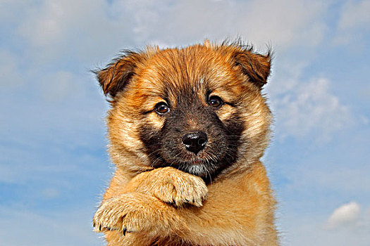 小狗,冰岛,牧羊犬