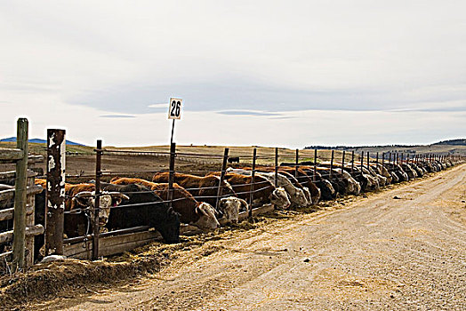 牛,进食,不列颠哥伦比亚省,加拿大