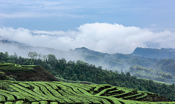 宜宾珙县鹿鸣茶山自然风光