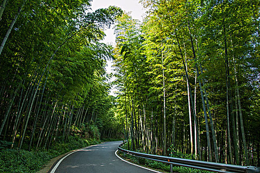 重庆市永川区茶山竹海风景翡翠长廊