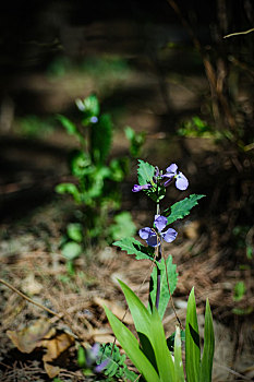 小紫花