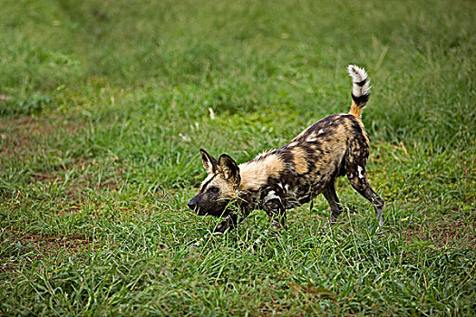 非洲野狗,非洲野犬属,成年,防卫姿势,纳米比亚