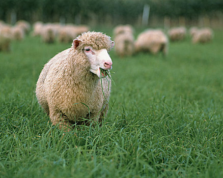 绵羊,吃,草