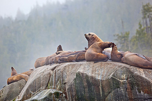 海狮,北海狮,北部海,狮子,休息,石头,大熊雨林,不列颠哥伦比亚省,海岸,加拿大