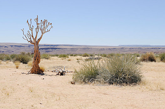死,抖树,箭筒树,纳米比亚,非洲