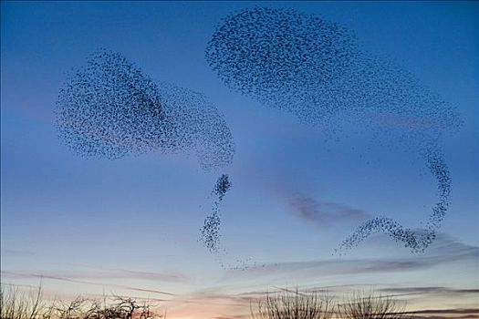 常见八哥,紫翅椋鸟,成群,日落,格洛斯特郡,英格兰