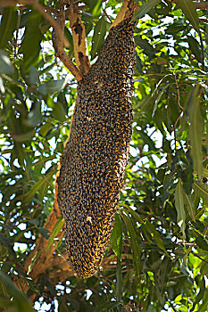 成群,巨大,蜜蜂,蜂窝,芒果,树,泰国