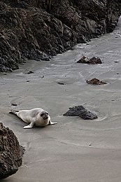 加州海狮图片