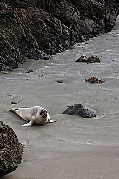 加州海狮,海滩
