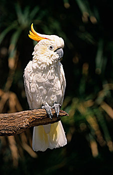 美冠鹦鹉,成年,栖息,破损,枝条,澳大利亚
