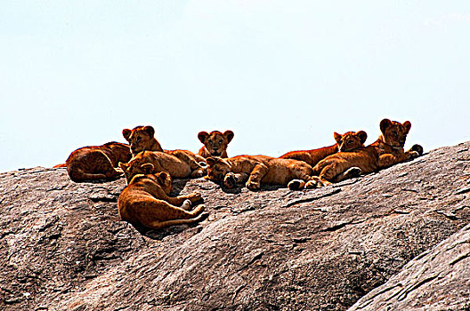 非洲狮,幼兽,狮子,休息,石头,塞伦盖蒂国家公园,坦桑尼亚