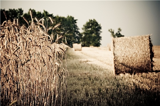 干草堆,小麦