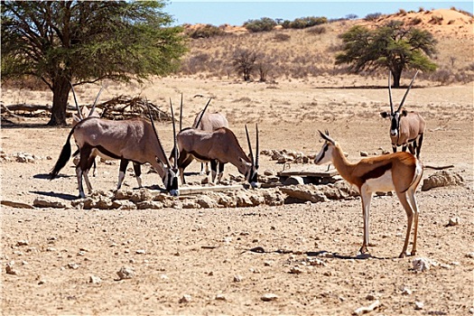 牧群,南非大羚羊,羚羊,跳羚,水坑,关注,长角羚羊