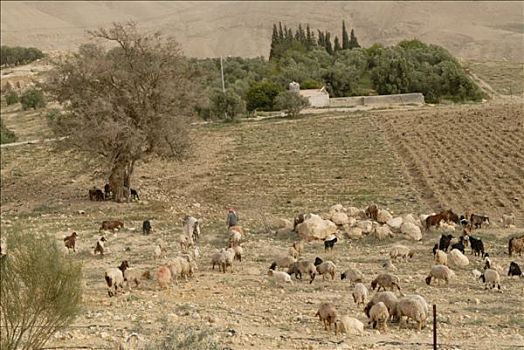 约旦,风景,靠近,马代巴,牧群,绵羊